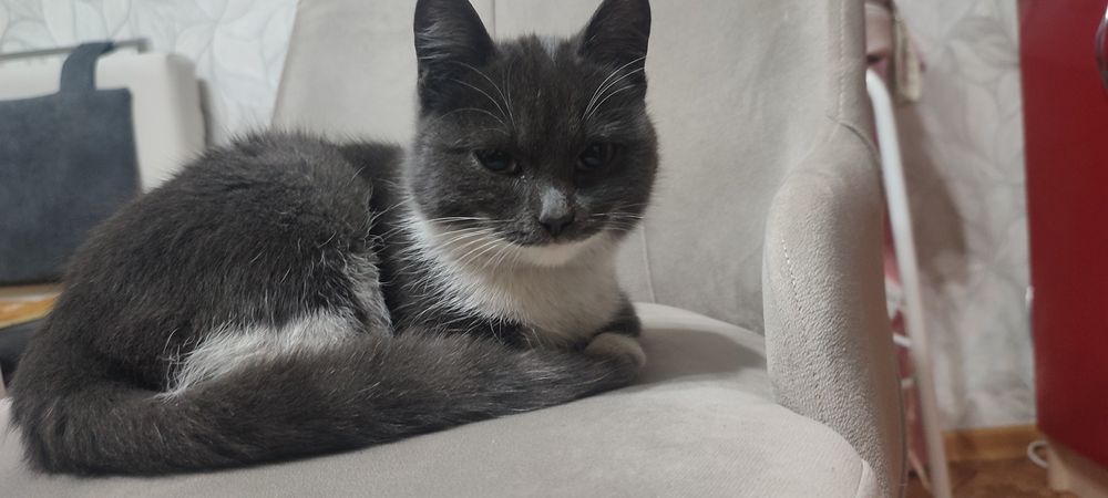 Милый котенок ищет дом и любящие руки