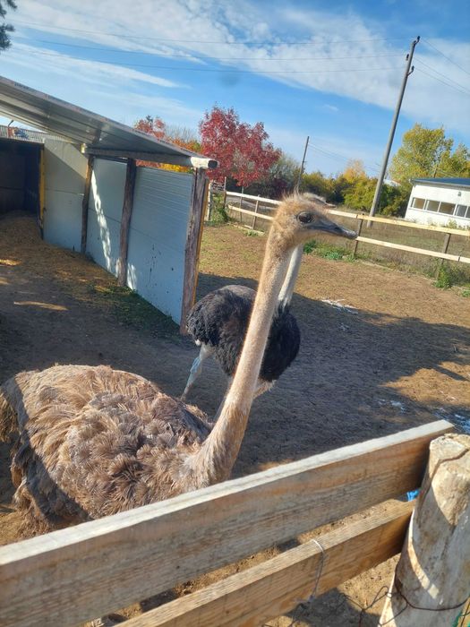 Щрауси мъжко и женско