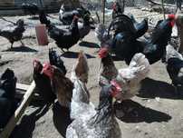 Găini  australorp negru și albastru