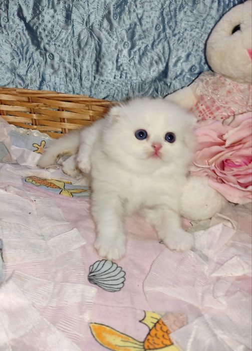 Продается шикарный белоснежный котенок мальчик