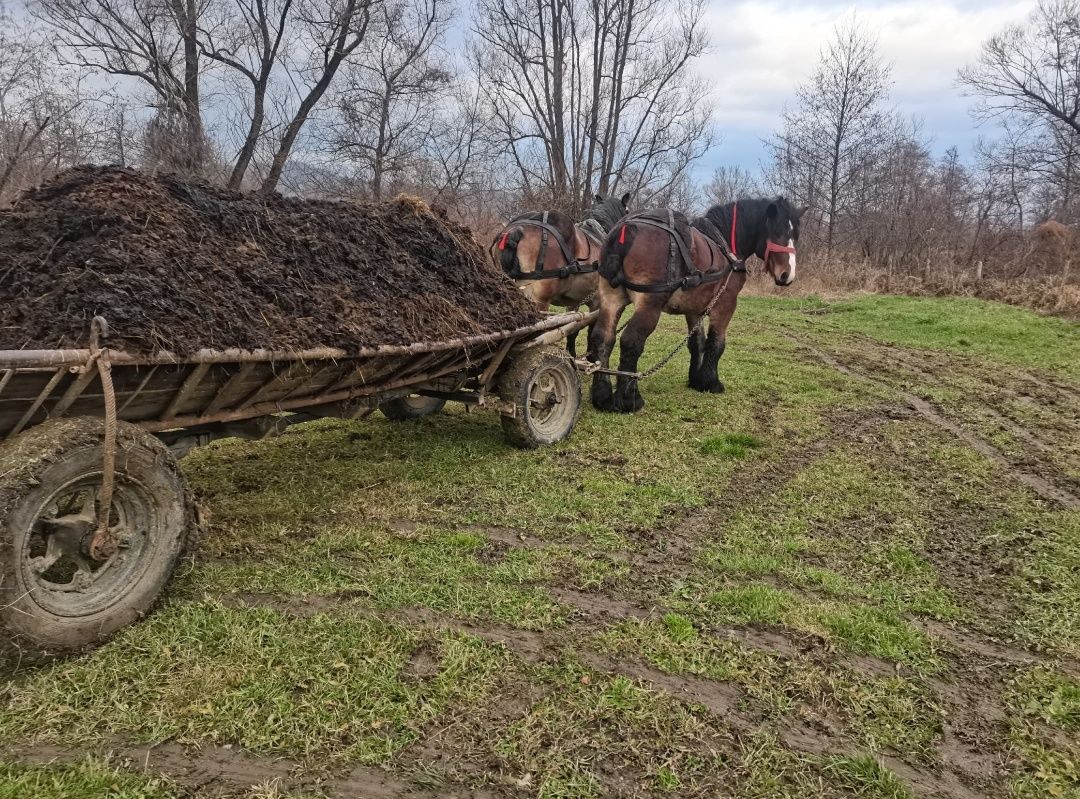 Vând doi Armăsari