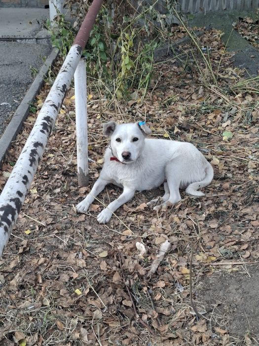 Собачка ищет дом СТЕРИЛИЗОВАННАЯ