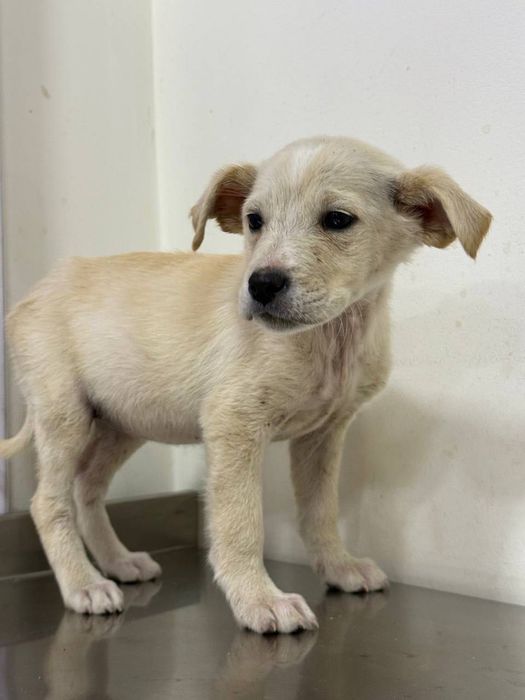 Отдаются в добрые руки белоснежные щенки