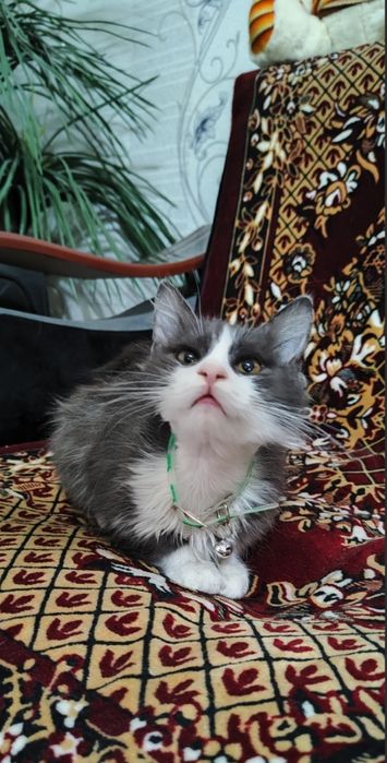 Отдам в добрые руки