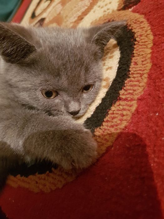 Британский котёнок