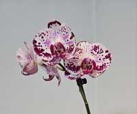 Продам домашнюю орхидею фа