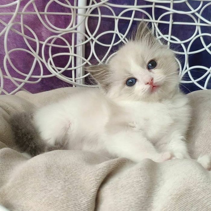 Ragdoll puiut femela