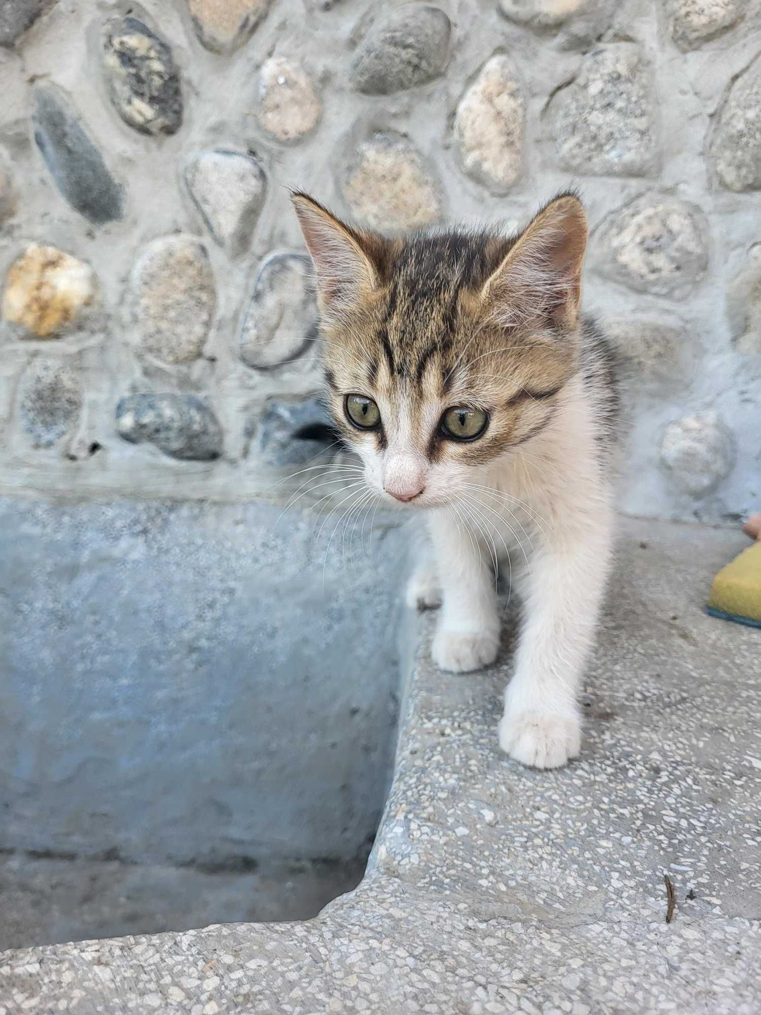 Подарявам коте, котка, котки, котета