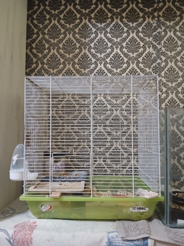 Vând 2 hamsteri pitici masculi