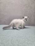 Băietel si fetita scottish fold/straight