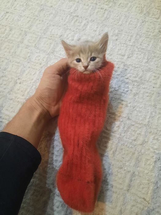 Котёнок в добрые руки