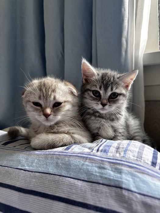 Ищете пушистого друга? Шотландские котята!