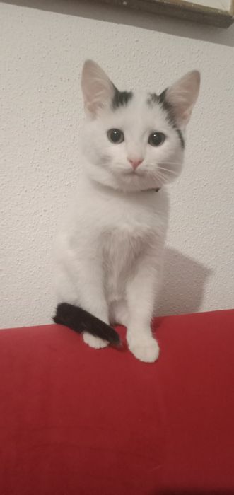 Donez pisicuta, fetita