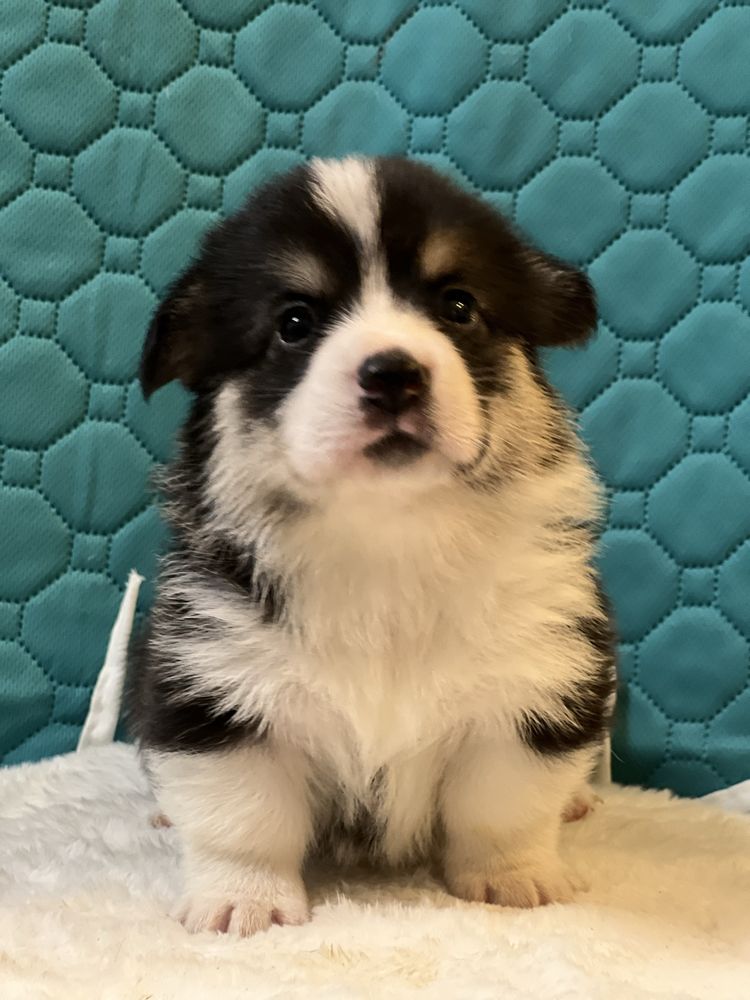 Femela tricolor  Welsh Corgi