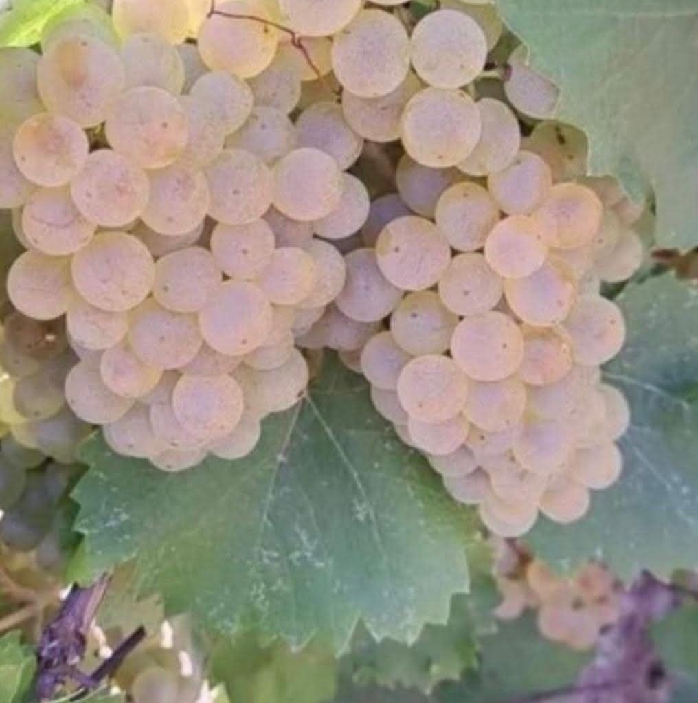 Struguri de vin cu transport la domiciliu