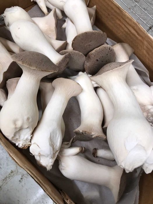 Ciuperca Păstrăvul scailor (ciupercă regală),Pleurotus eyngii