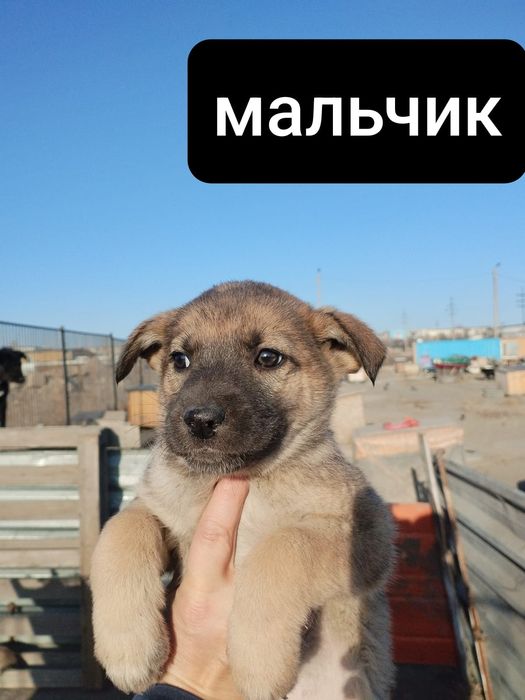 Отдам щенков в хорошие руки