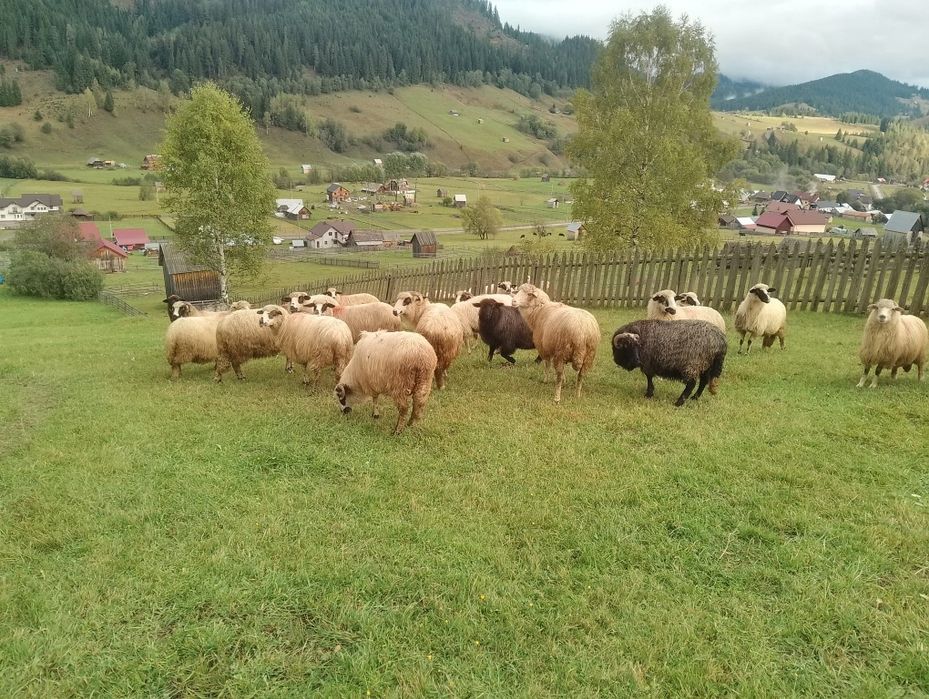 Vând oi de bune de ținut sau taiat