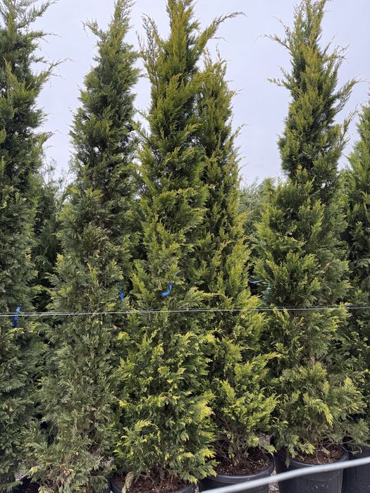 Vand leylandi gold calitate extra