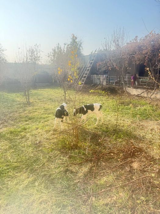 Nimetiski golshten hôkizchalar sotiladi