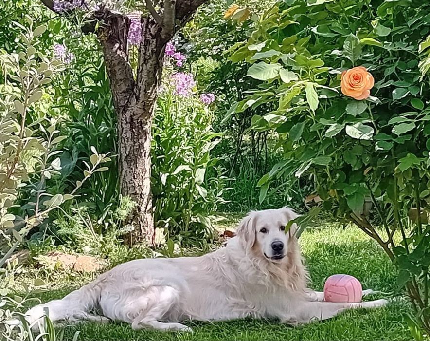 СПЕШНО! Подаряваме две кучета