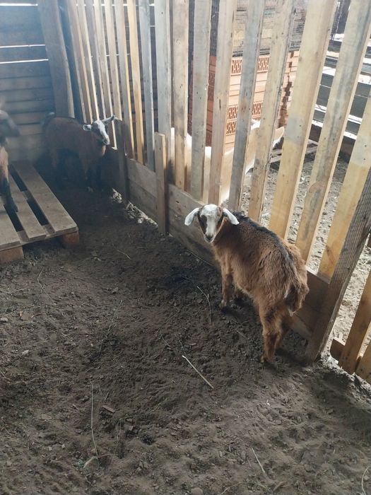 Tapișori tineri de vanzare