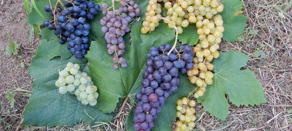 Vita de vie.Pomi columnari.Aluni.Nuci Chandler.Ciresi Prun Aronia >