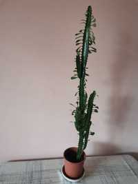 Тризъбец младо растение