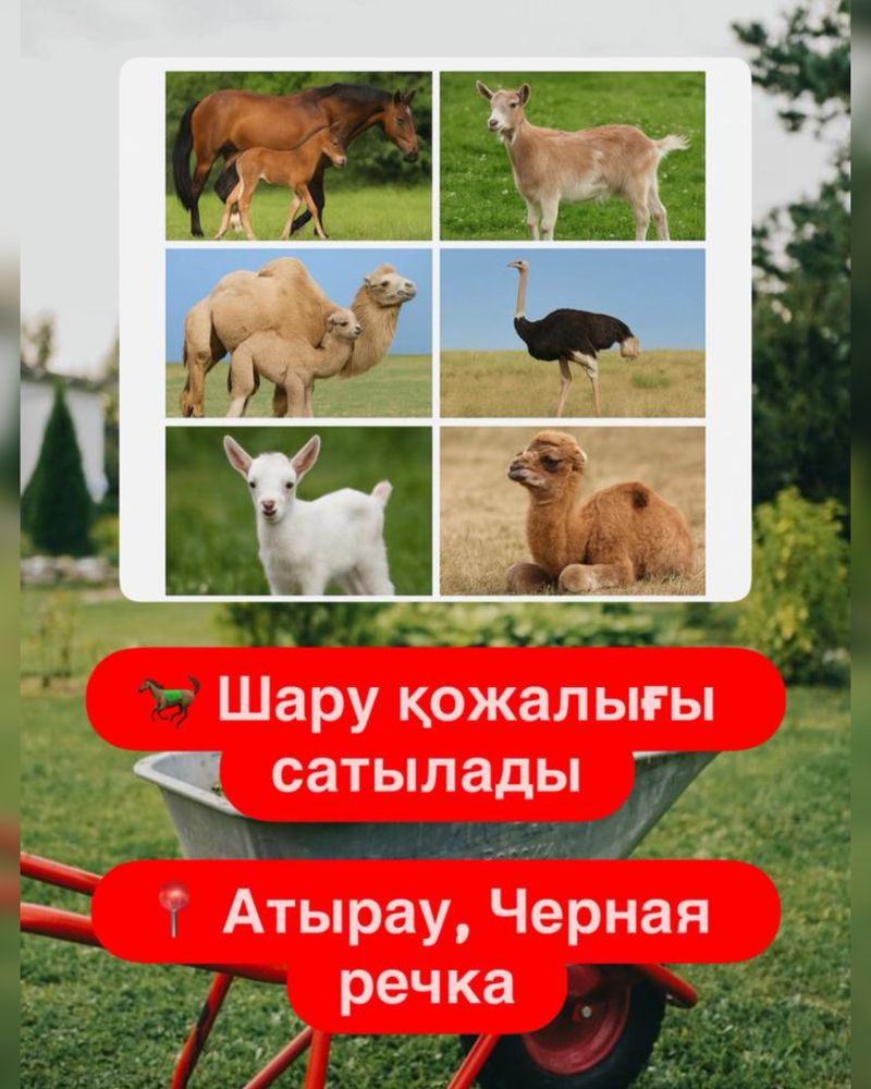 Сүтті тұқымды 4 бие сатылады (лошадь )