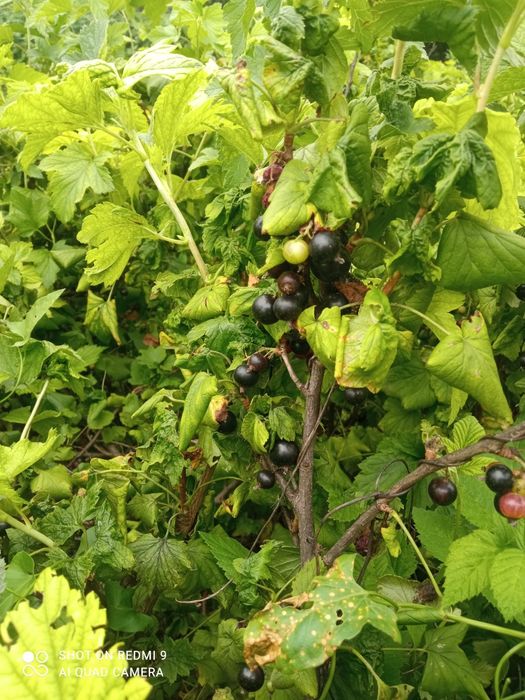 Продаем дачу, с/о Энтузиаст