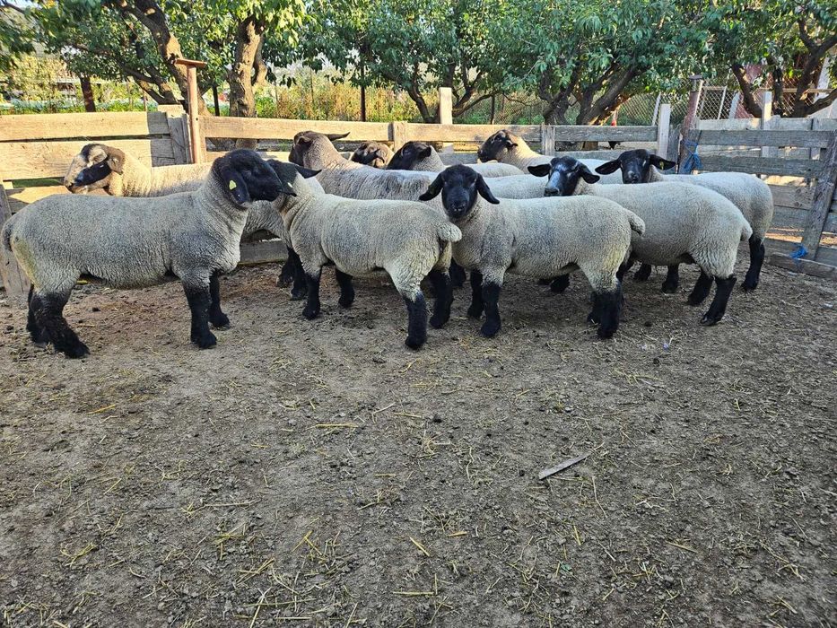 Oi Suffolk (reforma)