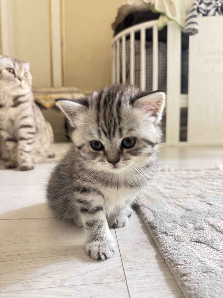 Пародистые котята