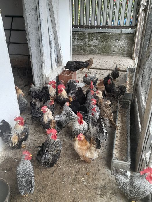 Vând sau schimb gainuse chabo