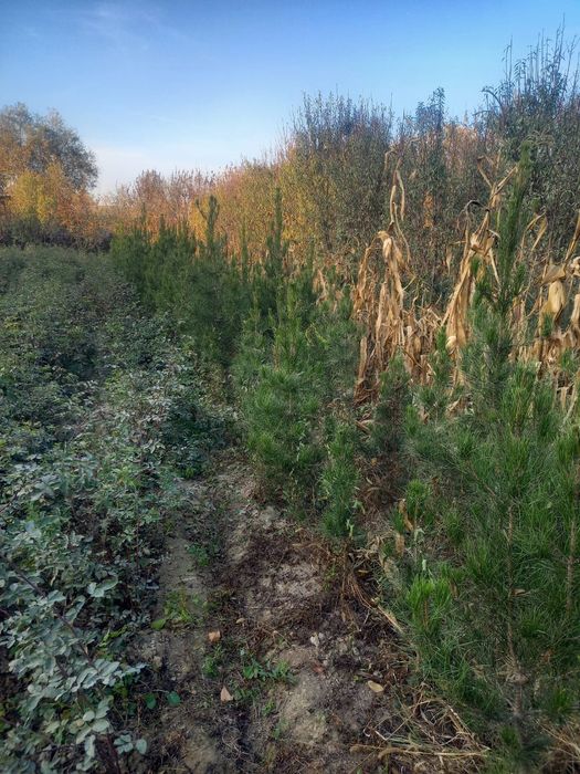 Арча сасна, маржевина