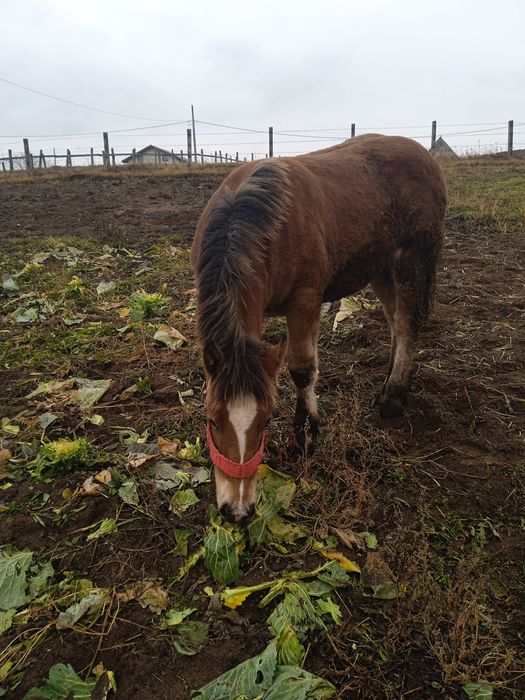 Iapă cu manz de vanzare