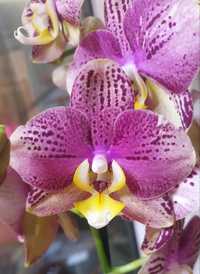 Продам орхидею Pinif