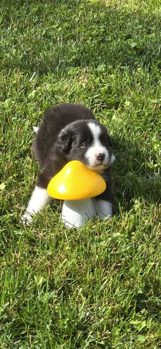 Femela de Boder Collie cu pedigree din parinti campioni