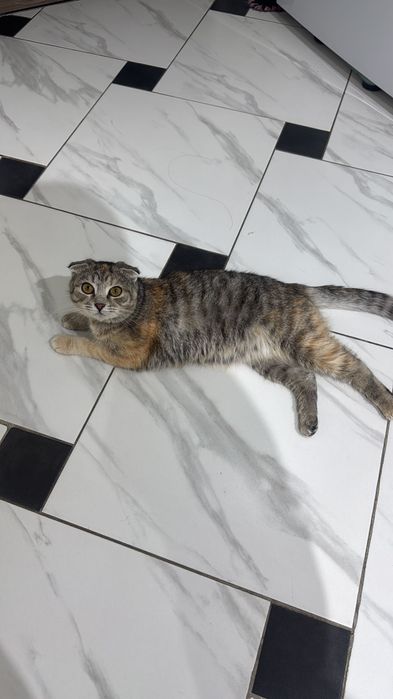 Отдам вислоухую кошку в хорошие руки