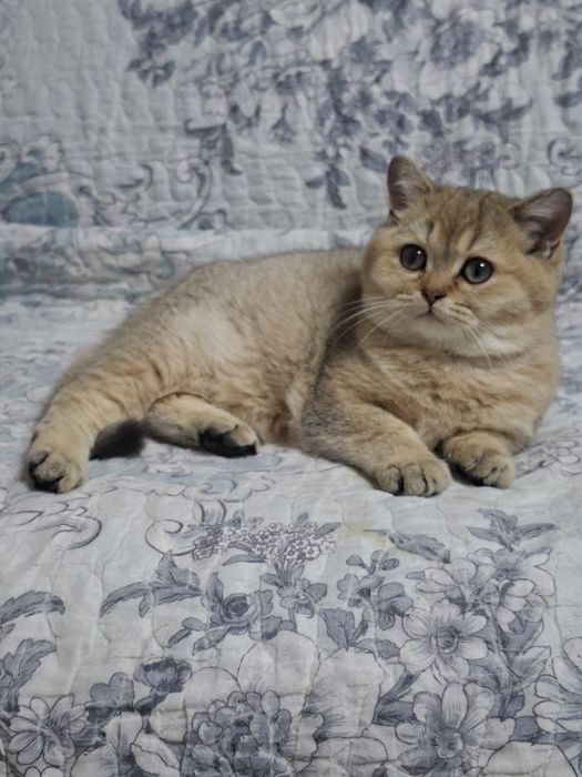 Продаются девочка и мальчик