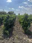 Vand Struguri de Vin