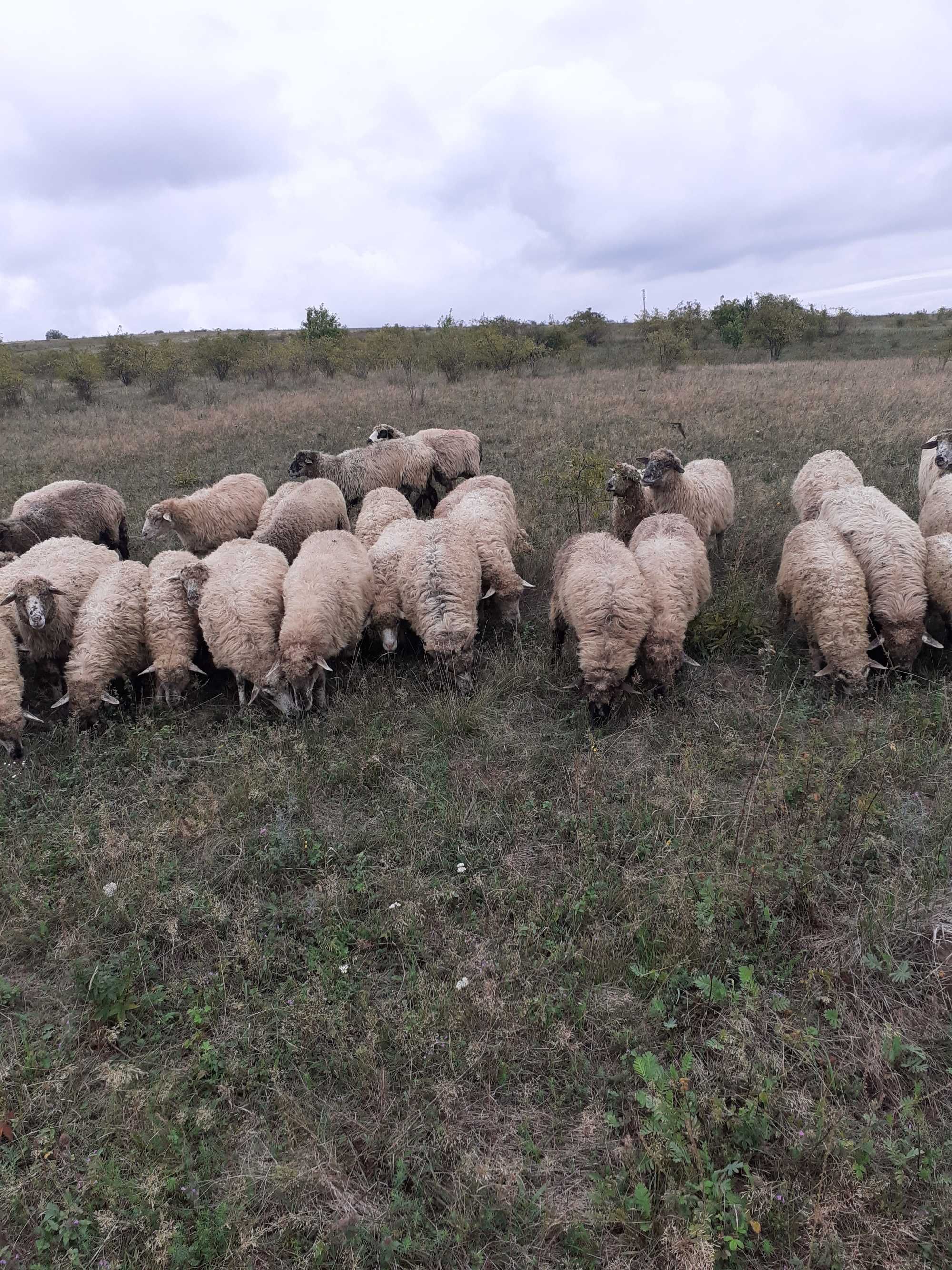 Vand oi!!!Pretul se negociaza la fata locului.