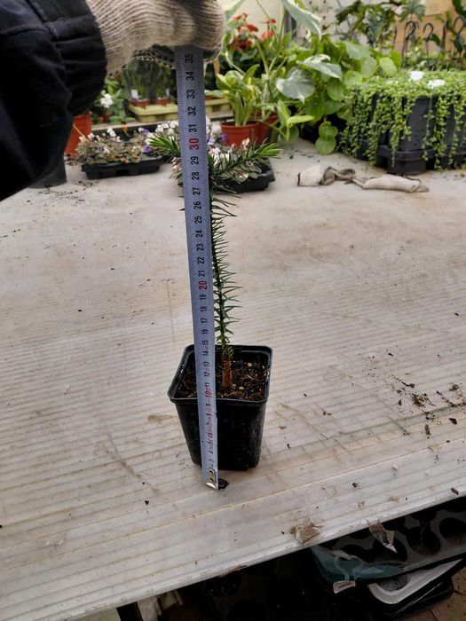 Араукария, Чилийски бор -Araucaria araucana