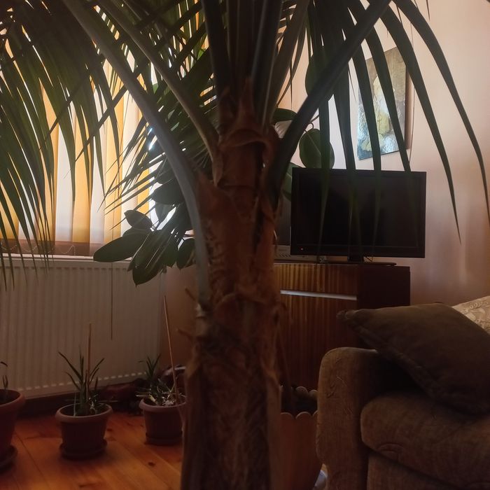 Продавам Палма Кения, 2.4м.висока
