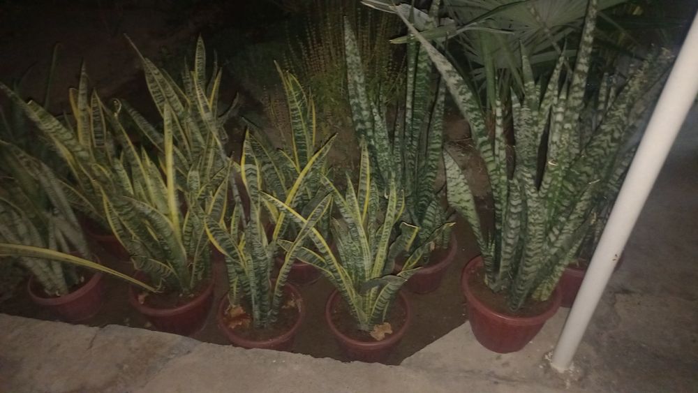 Gullar sotiladi.