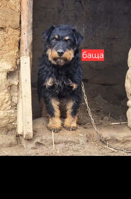 ягдтериер кучета