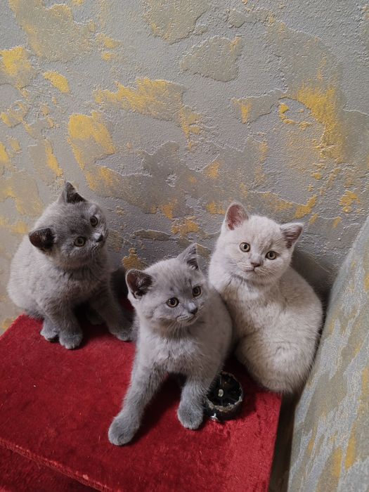 Британски късокосмести котета