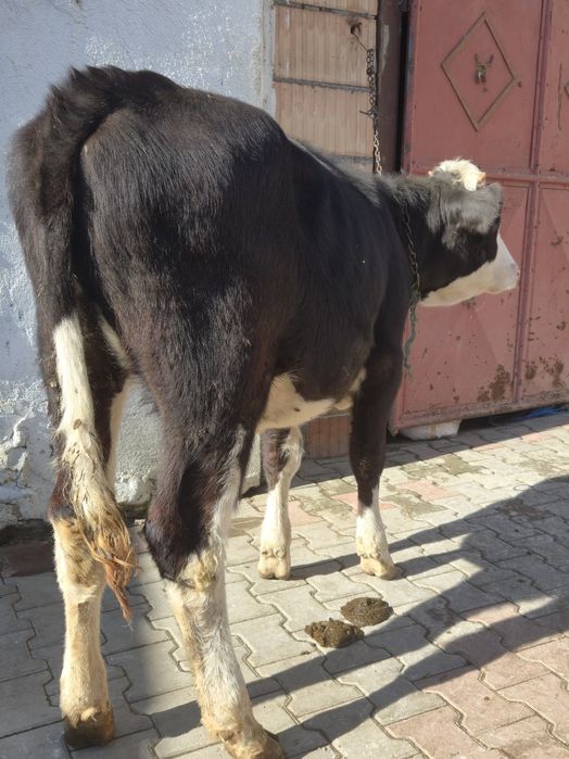 Vand junica de 6 luni