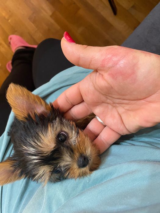 Бебе Йоркширски териер