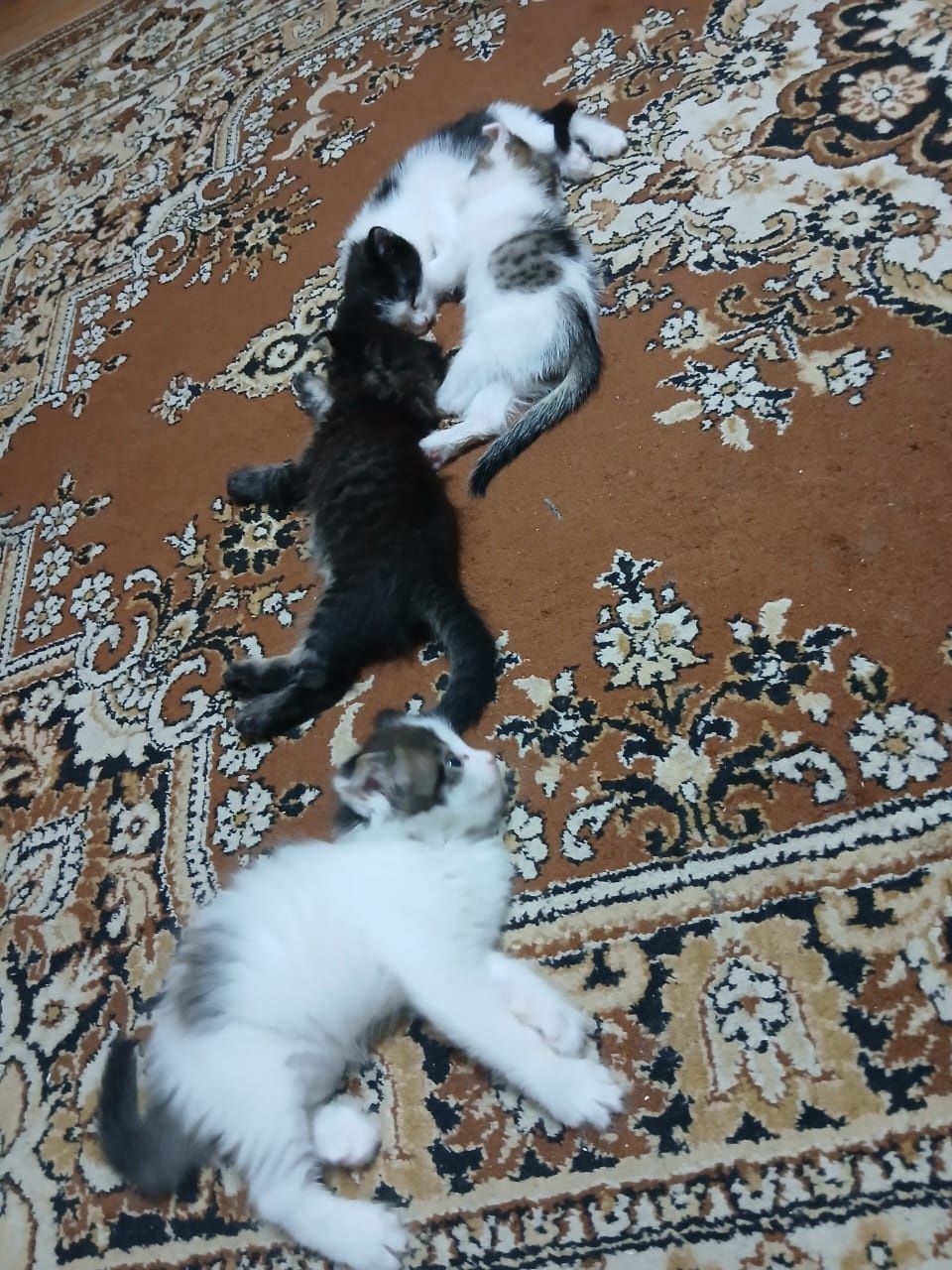 Котенок бесплатно