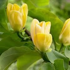 Magnolia yellow bird